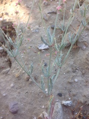 Eriogonum gracillimum