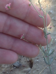 Eriogonum gracillimum