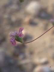 Eriogonum gracillimum