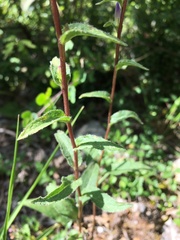 Campanula glomerata farinosa