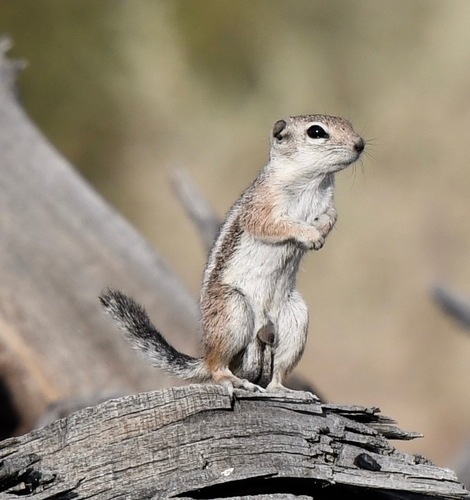 White-tailed Antelope Squirrel