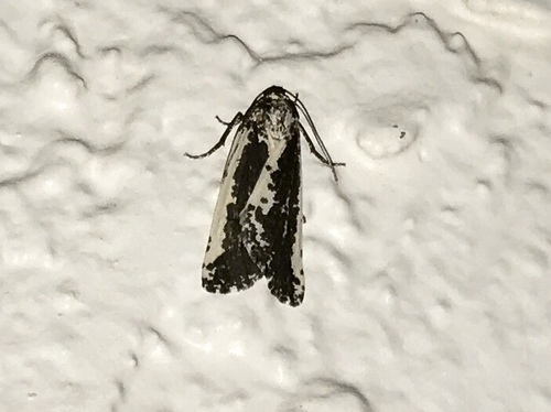 Eucaterva variaria photo 5