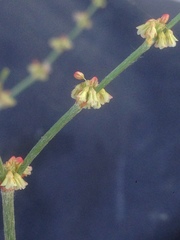 Eriogonum