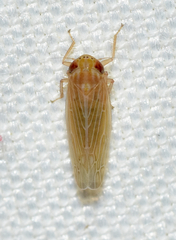 Graminella plana