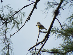 Tyrannus