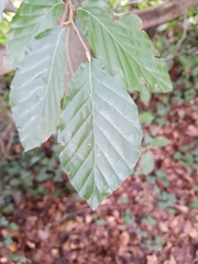 Fagus sylvatica