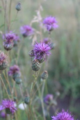 Centaurea scabiosa apiculata