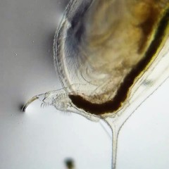 Daphnia magna