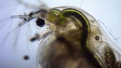 Daphnia magna