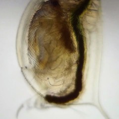Daphnia magna