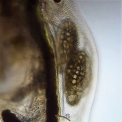 Daphnia magna