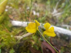Utricularia cornuta