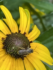 Halictus