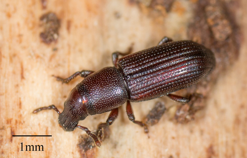 Rhyncolus brunneus