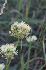 Allium flavescens
