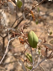 Croton pseudopulchellus