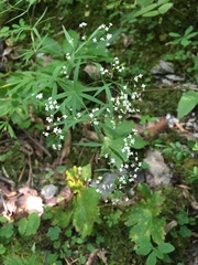 Galium laevigatum
