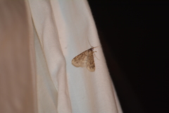 Aglossa pinguinalis