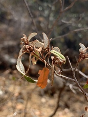 Croton pseudopulchellus