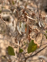 Croton pseudopulchellus