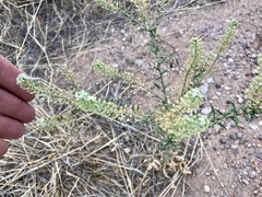 Lepidium thurberi