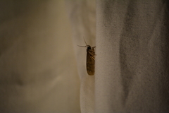 Aglossa pinguinalis