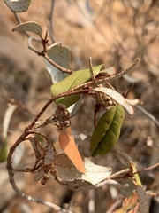 Croton pseudopulchellus