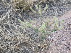 Lepidium thurberi