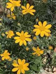 Eriophyllum lanatum achilleoides