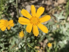Eriophyllum lanatum achilleoides