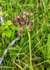 Amerallium
