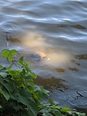 Trachemys scripta scripta