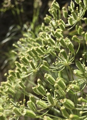 Laserpitium gallicum