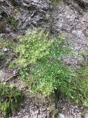 Laserpitium gallicum