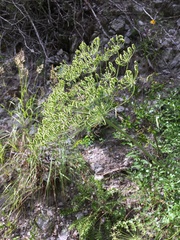 Laserpitium gallicum