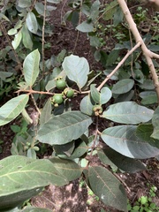 Psidium guajava image