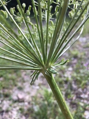 Laserpitium gallicum