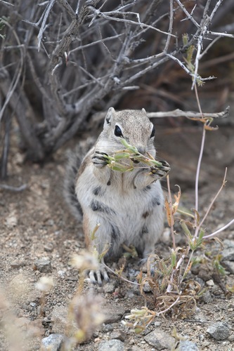 White-tailed Antelope Squirrel
