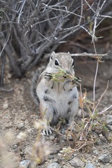 White-Tailed Antelope Squirrel photo 4