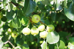 Pyrus communis pyraster
