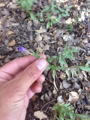 Scutellaria siphocampyloides