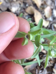 Scutellaria siphocampyloides