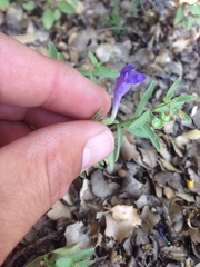Scutellaria siphocampyloides