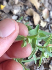 Scutellaria siphocampyloides
