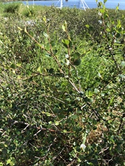 Betula glandulosa