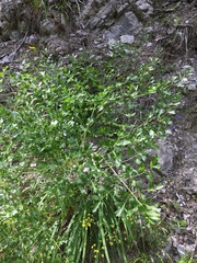 Laserpitium gallicum