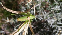 Leptophyes laticauda