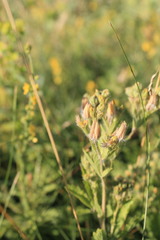 Potentilla recta pilosa