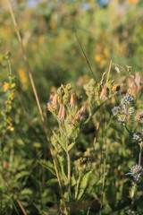 Potentilla recta pilosa