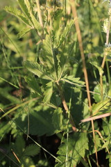 Potentilla recta pilosa